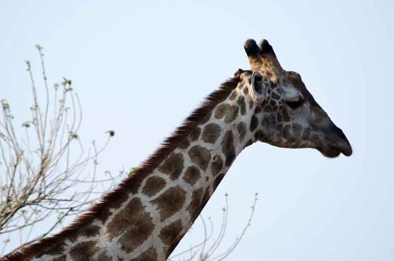 Jirafa - parque nacional de Chobe - Botswana 2.jpg